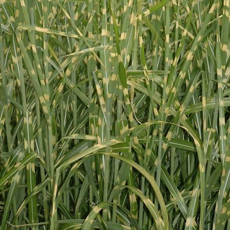 Miscanthus sinensis 'Zebrinus'