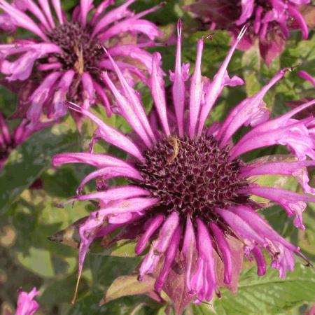 Monarda 'Aquarius'