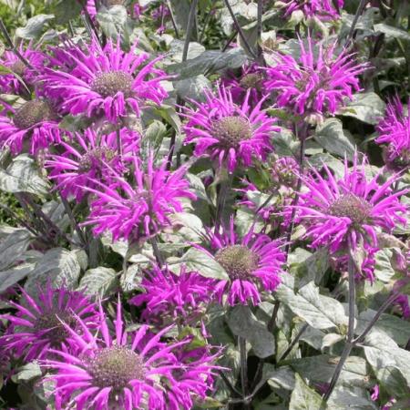 Monarda 'Blaustrumpf'