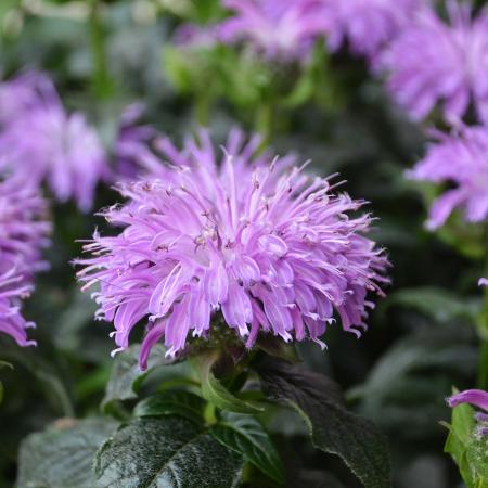 Monarda Sugar Buzz 'Blue Moon'