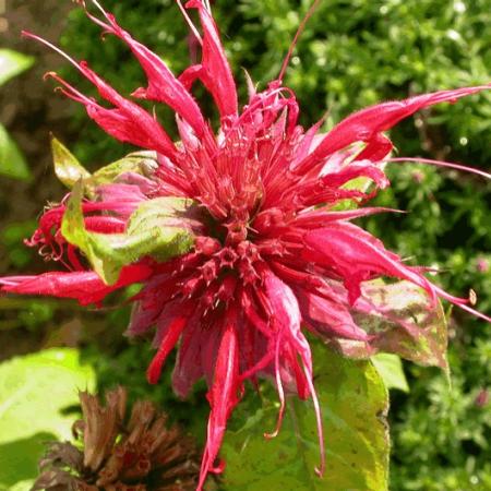 Monarda 'Cambridge Scarlet'