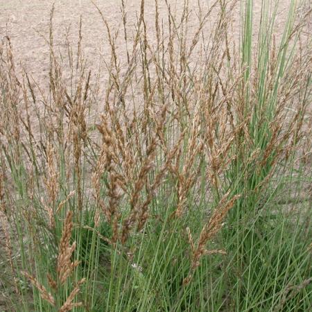 Molinia caerulea 'Dauerstrahl'