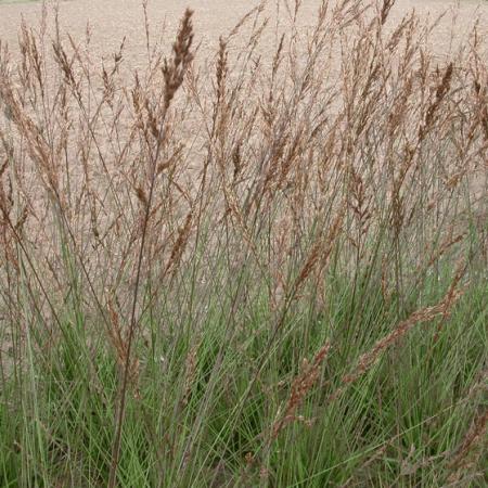 Molinia caerulea 'Edith Dudzus'