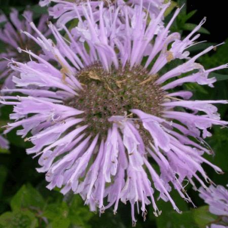 Monarda 'Elsie's Lavender'