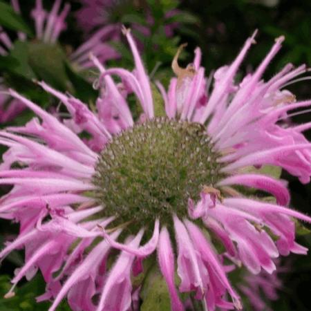 Monarda 'Fishes'