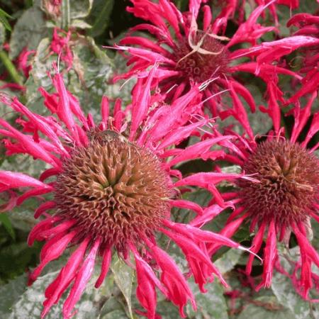 Monarda 'Gardenvieuw Scarlet'