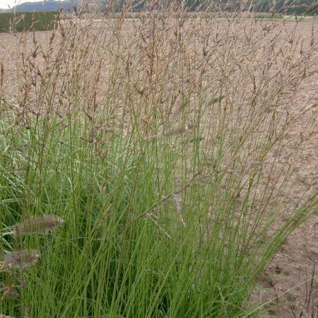 Molinia caerulea 'Heidebraut'