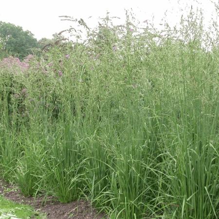 Molinia arundinacea 'Karl Foerster'