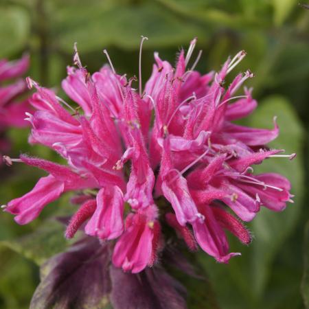 Monarda 'Marshall's Delight'