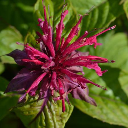 Monarda 'Melissa'