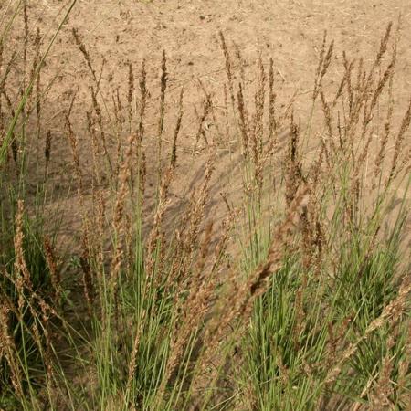 Molinia caerulea 'Moorhexe'