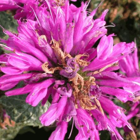 Monarda 'Petite Delight'