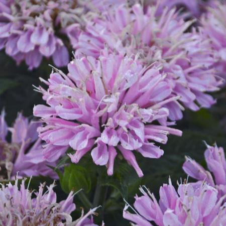 Monarda Sugar Buzz 'Pink Frosting'