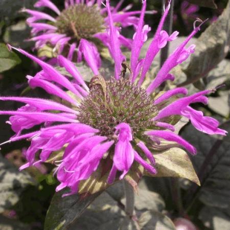 Monarda 'Praerienacht'