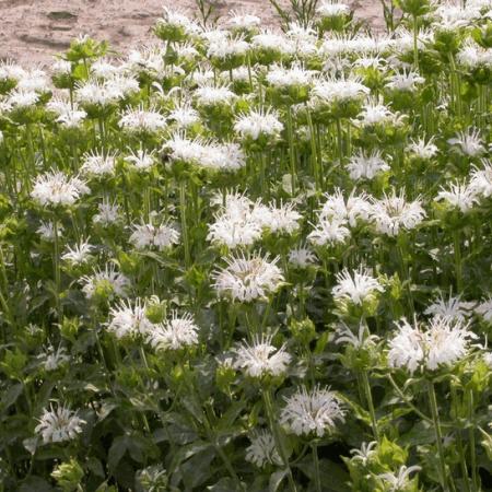 Monarda 'Schneewittchen'