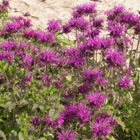 Monarda 'Scorpion'