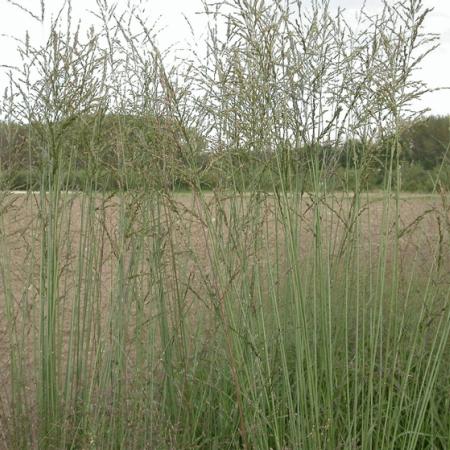 Molinia arundinacea 'Skyracer'