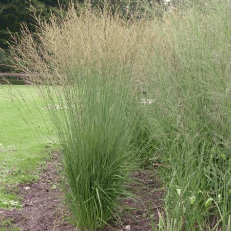 Molinia arundinacea 'Transparent'