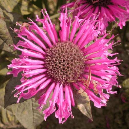 Monarda 'Twins'