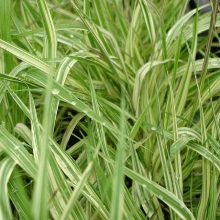 Molinia caerulea 'Variegata'