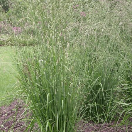 Molinia arundinacea 'Windspiel'