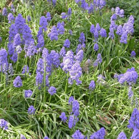 Muscari armeniacum