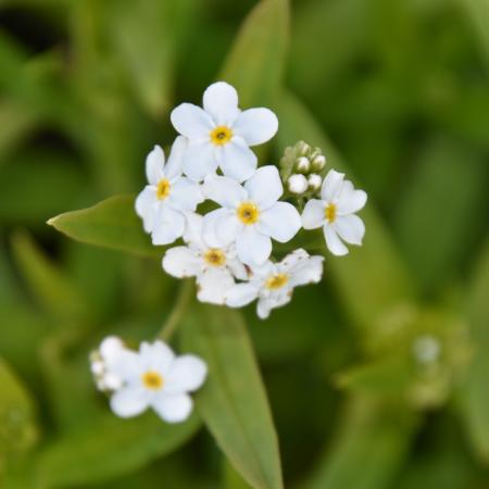 Myosotis palustris 'Alba'