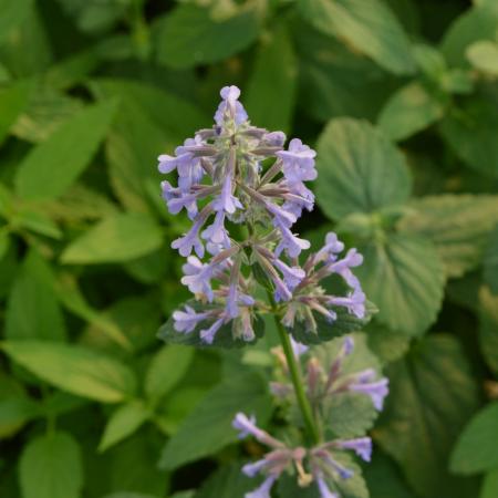 Nepeta grandiflora 'Bramdean'