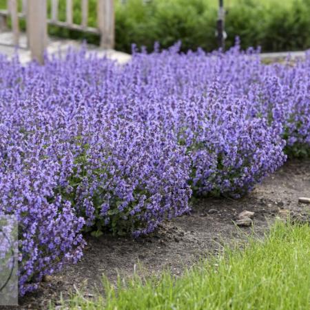 Nepeta faassenii 'Cat's Pajamas'