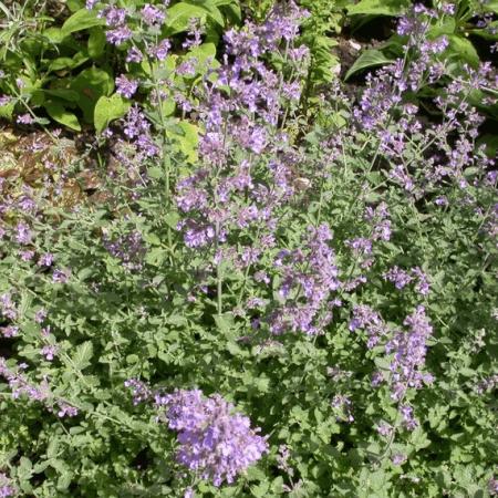 Nepeta faassenii 'Dropmore'