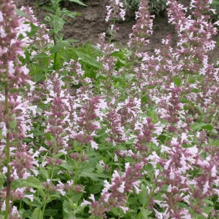 Nepeta grandiflora 'Dawn to Dusk'