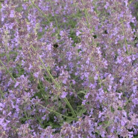 Nepeta faassenii