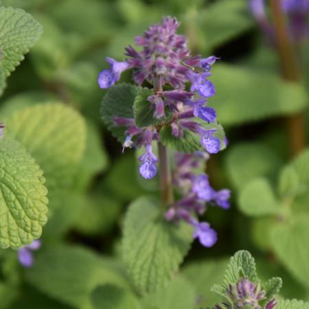 Nepeta racemosa 'Grog'