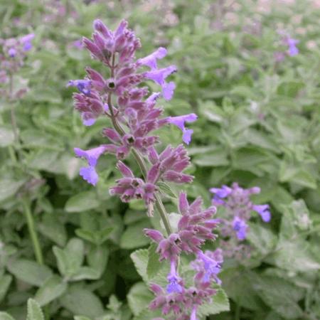 Nepeta faassenii 'Kit Cat'