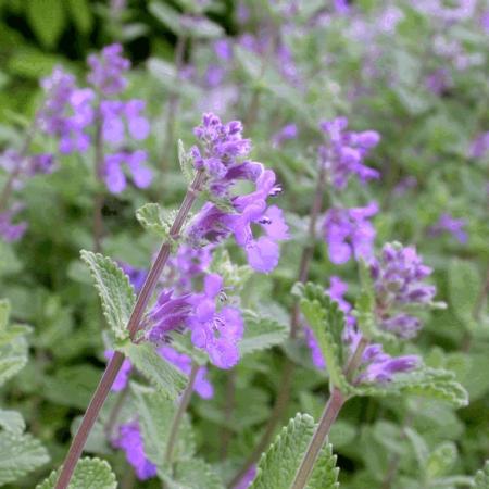 Nepeta mussinii