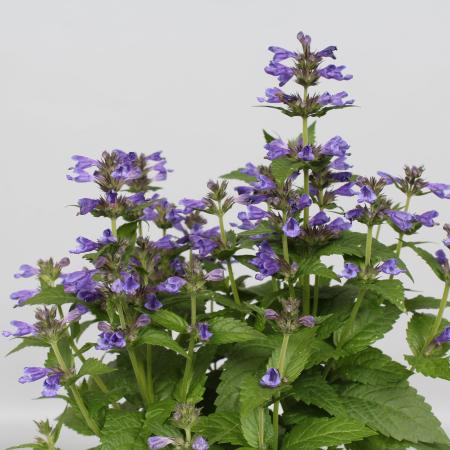 Nepeta 'Neptune'