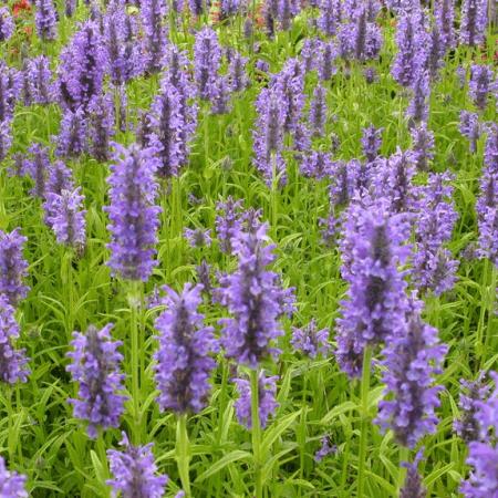 Nepeta nervosa