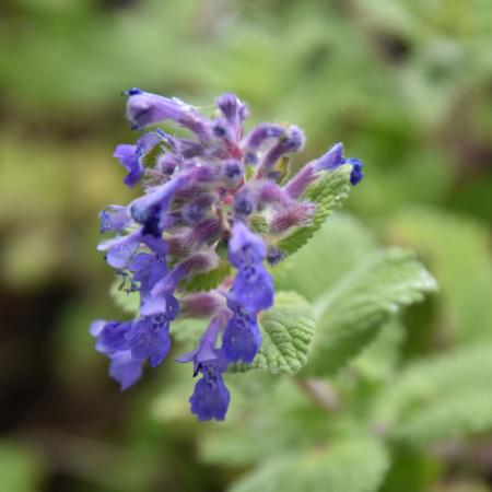 Cataire à odeur de citron - Nepeta cataria