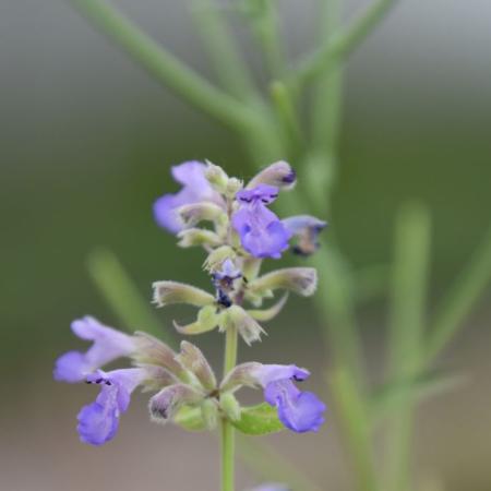 Nepeta grandiflora 'Pool Bank'