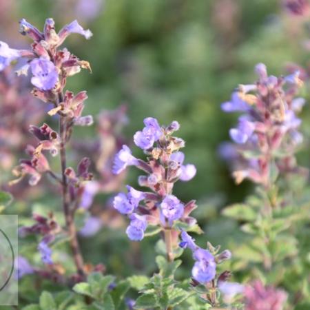 Nepeta faassenii 'Purrsian Blue'