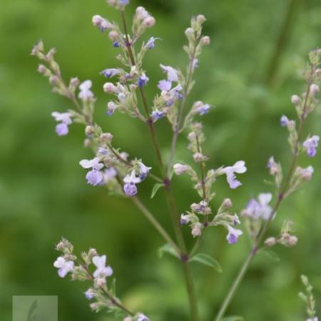 Nepeta nervosa 'Pink Cat'