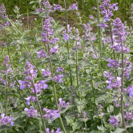 Nepeta faassenii 'Six Hills Giant'