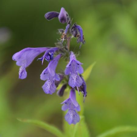 Nepeta sibirica