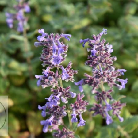 Nepeta grandiflora 'Summer Magic'