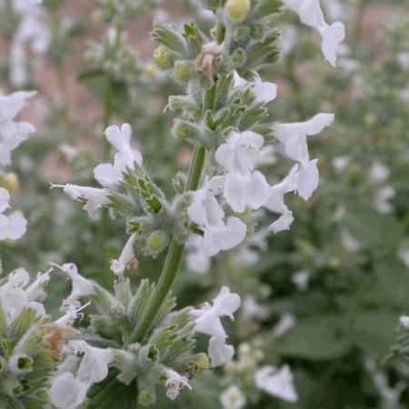 Nepeta faassenii 'Snowflake'