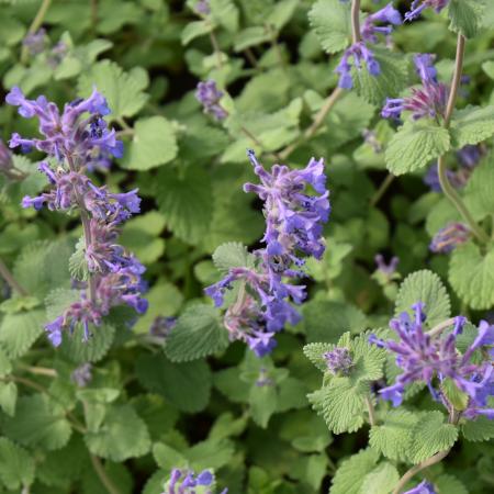 Nepeta racemosa 'Superba'