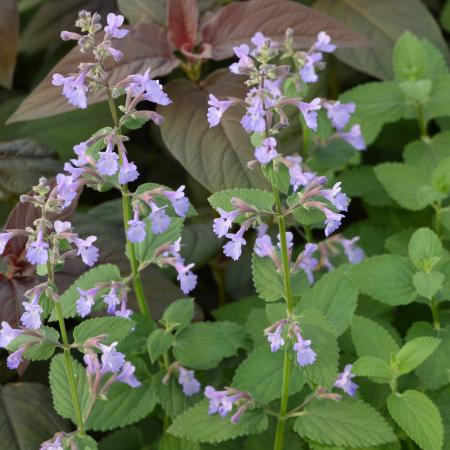 Nepeta grandiflora 'Wild Cat'