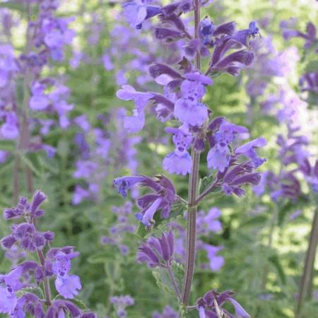 Nepeta faassenii 'Walkers Low'