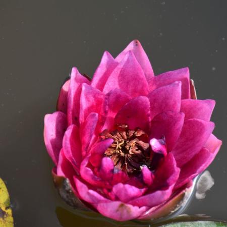 Nymphaea 'James Brydon'