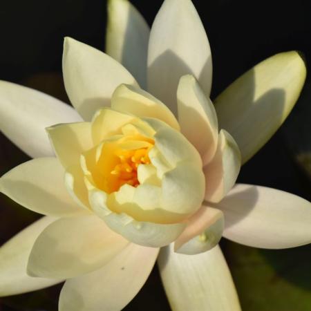 Nymphaea 'Lemon Mist'